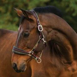 Rambo Padded Headcollar -Horse Supply Store go 477690 z