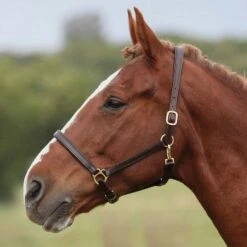 Ragley Leather Headcollar Brown -Horse Supply Store go 478143 c