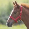 Foal Nylon Headcollar Red 1 Foal Nylon Headcollar Red -Horse Supply Store go 478288 a
