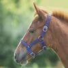 Foal Nylon Headcollar Royal Blue 1 Foal Nylon Headcollar Royal Blue -Horse Supply Store go 478289 b