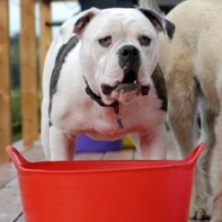 Flexible Shallow Tub In Small -Horse Supply Store go 622637 c